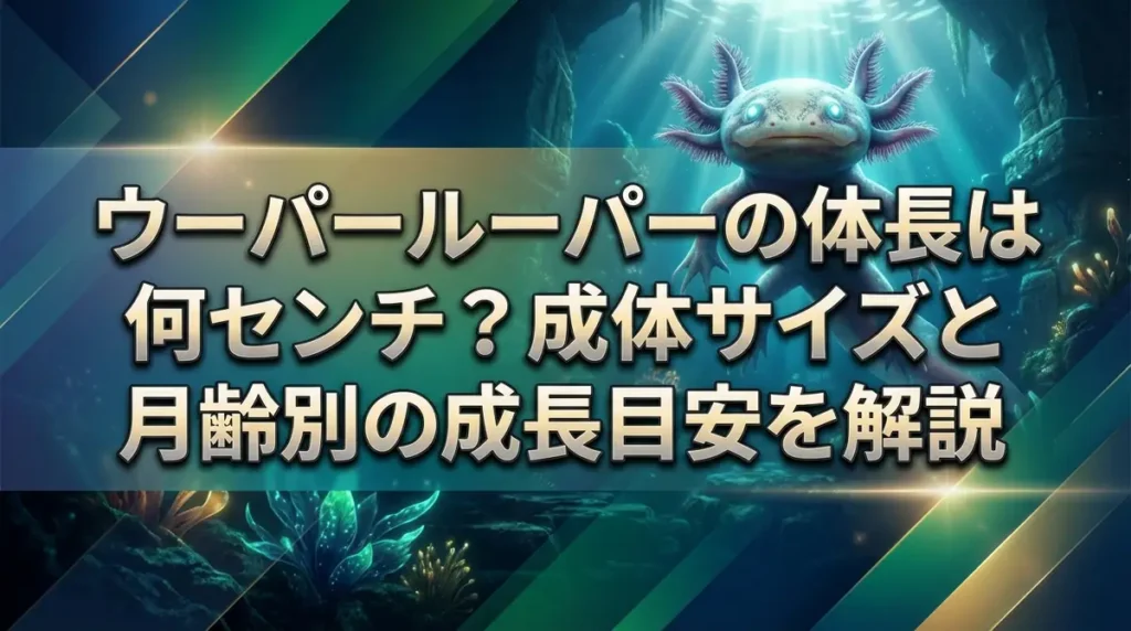 ウーパールーパーの体長は何センチ？成体サイズと月齢別の成長目安を解説