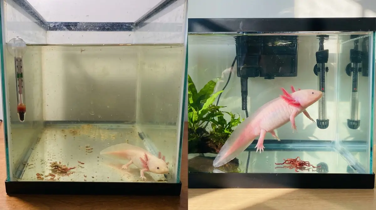 ウーパールーパーが大きくならない原因と対処法