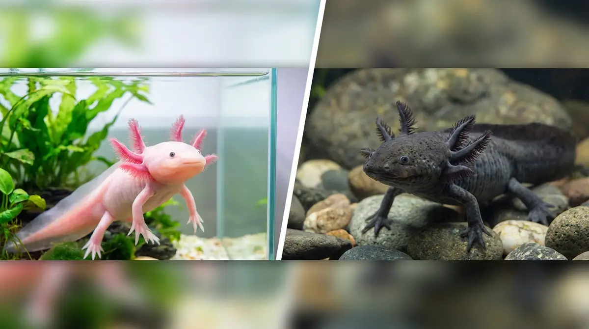 ウーパールーパーとメキシコサンショウウオの違いは？結論は「同じ生き物」