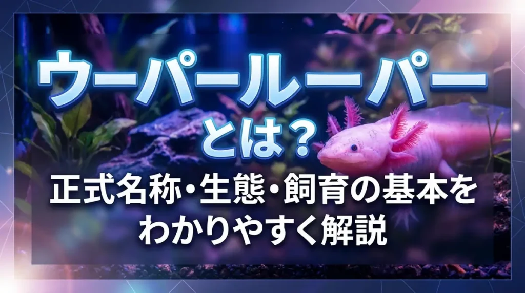 ウーパールーパーとは？正式名称・生態・飼育の基本をわかりやすく解説