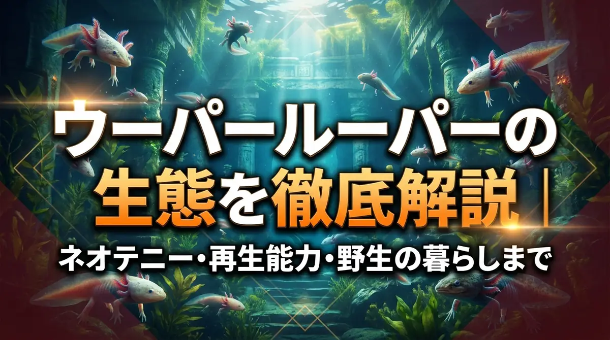 ウーパールーパーの生態を徹底解説|ネオテニー・再生能力・野生の暮らしまで