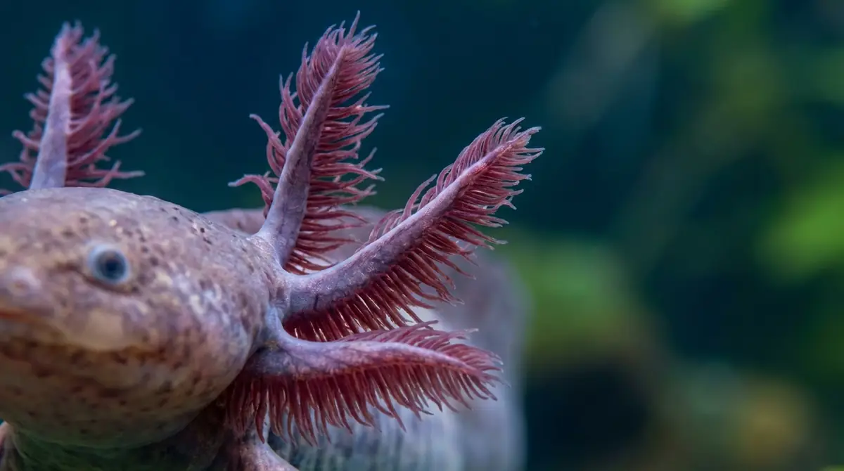 特徴②「外鰓(がいさい)」頭のフサフサの正体と役割