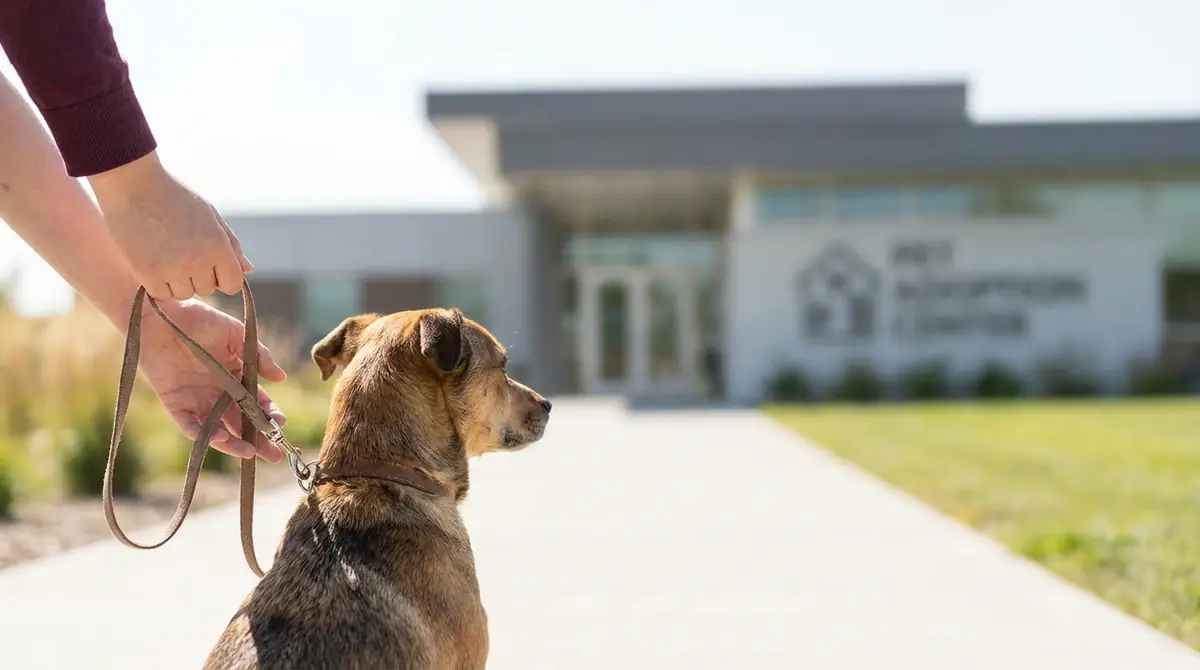 飼えなくなった場合の正しい対処法