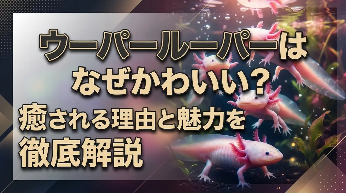 ウーパールーパーはなぜかわいい?癒される理由と魅力を徹底解説