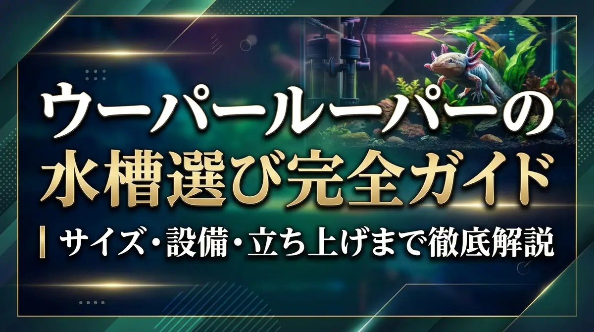 ウーパールーパーの水槽選び完全ガイド|サイズ・設備・立ち上げまで徹底解説