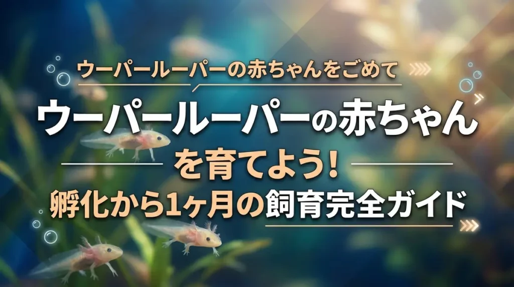 ウーパールーパーの赤ちゃんを育てよう！孵化から1ヶ月の飼育完全ガイド