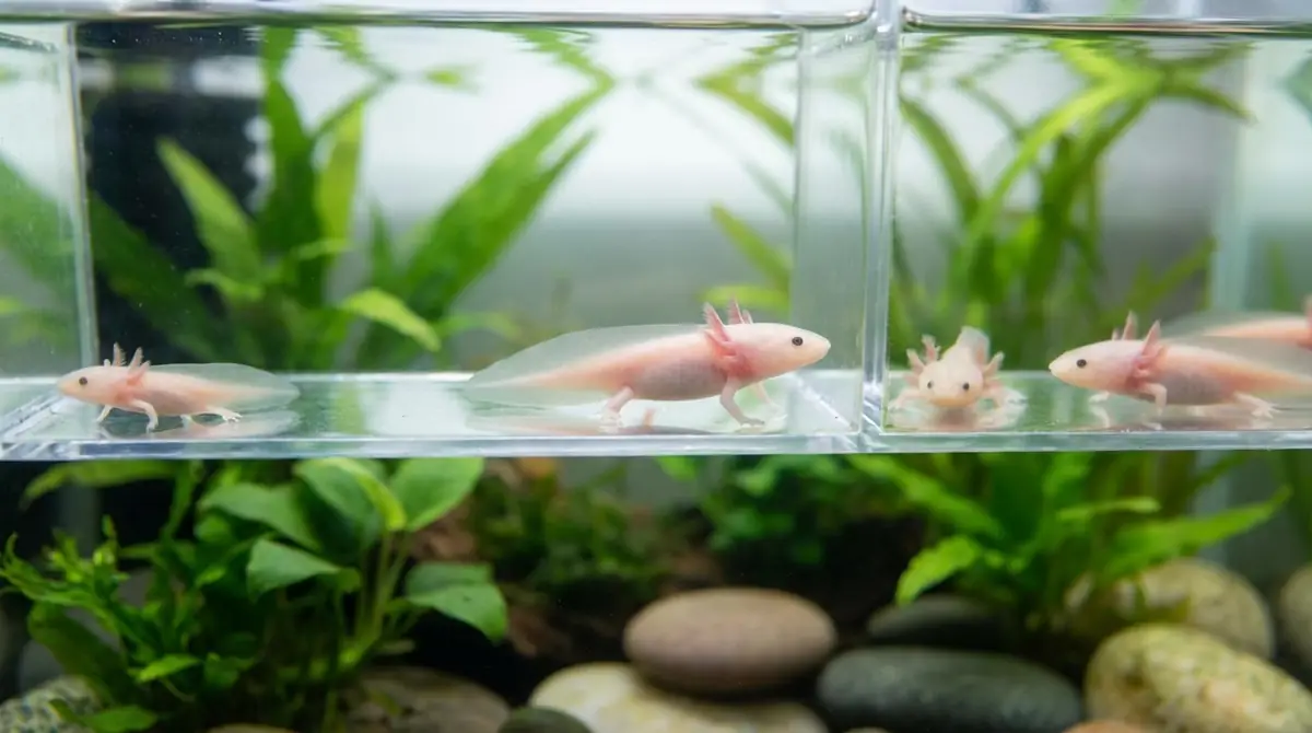 赤ちゃんウーパールーパーの共食いを防ぐ方法