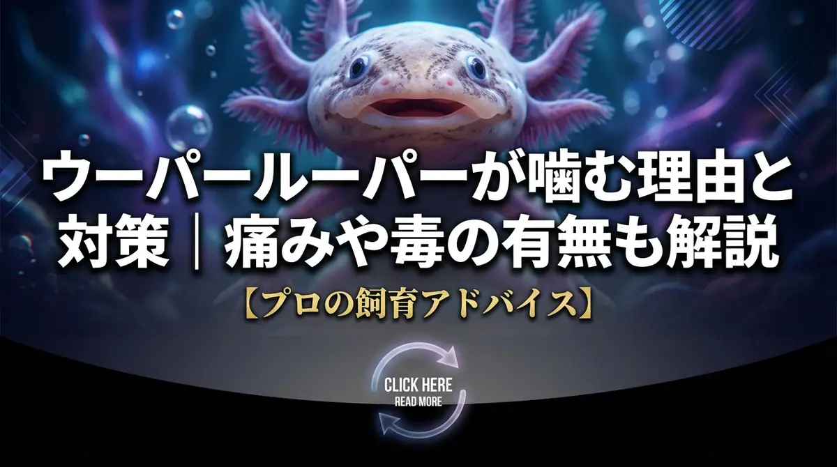 ウーパールーパーが噛む理由と対策|痛みや毒の有無も解説