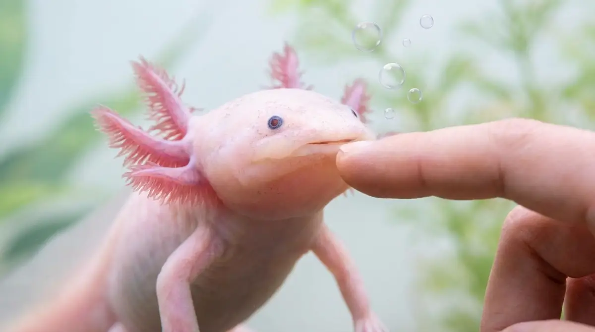 ウーパールーパーに噛まれても大丈夫?痛み・毒・歯の真実