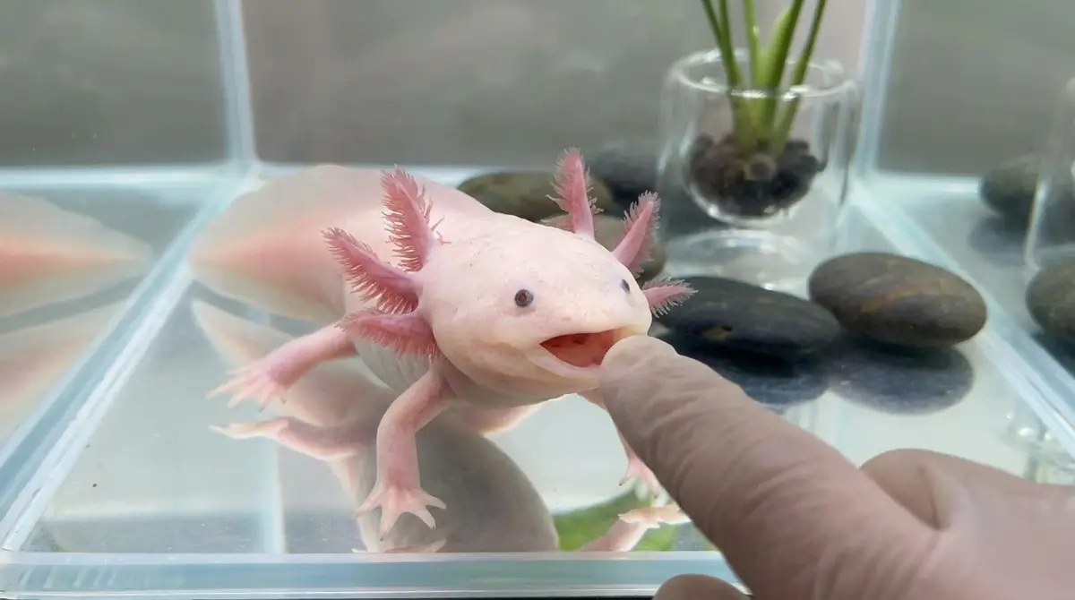 ウーパールーパーが噛むことに関するよくある質問