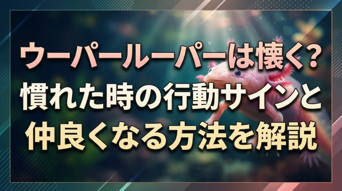 ウーパールーパーは懐く?慣れた時の行動サインと仲良くなる方法を解説