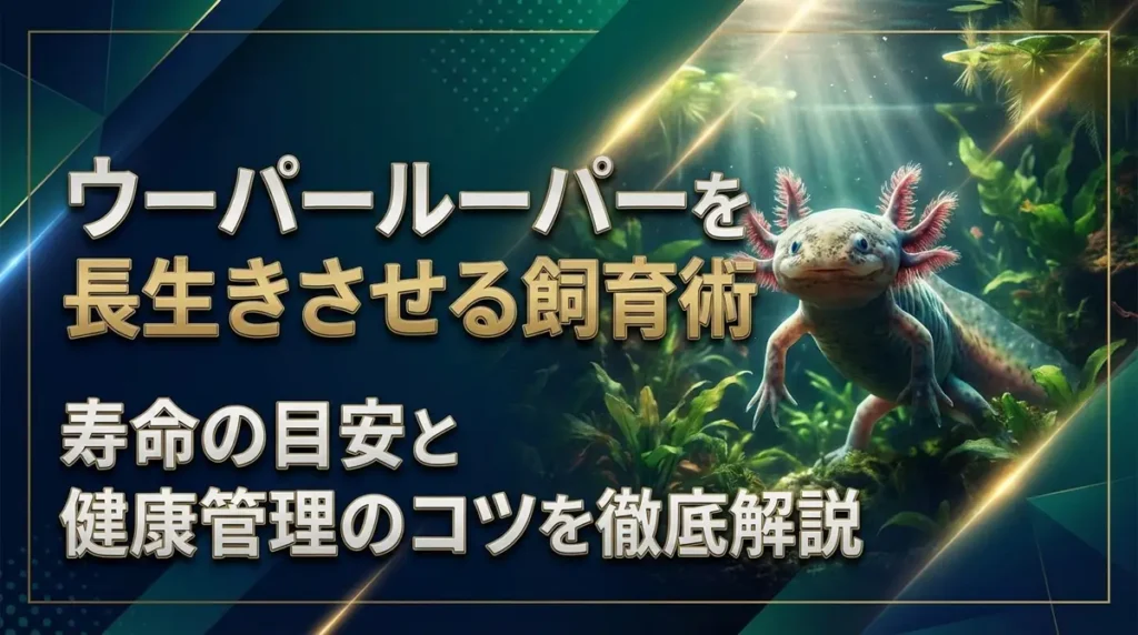ウーパールーパーを長生きさせる飼育術｜寿命の目安と健康管理のコツを徹底解説