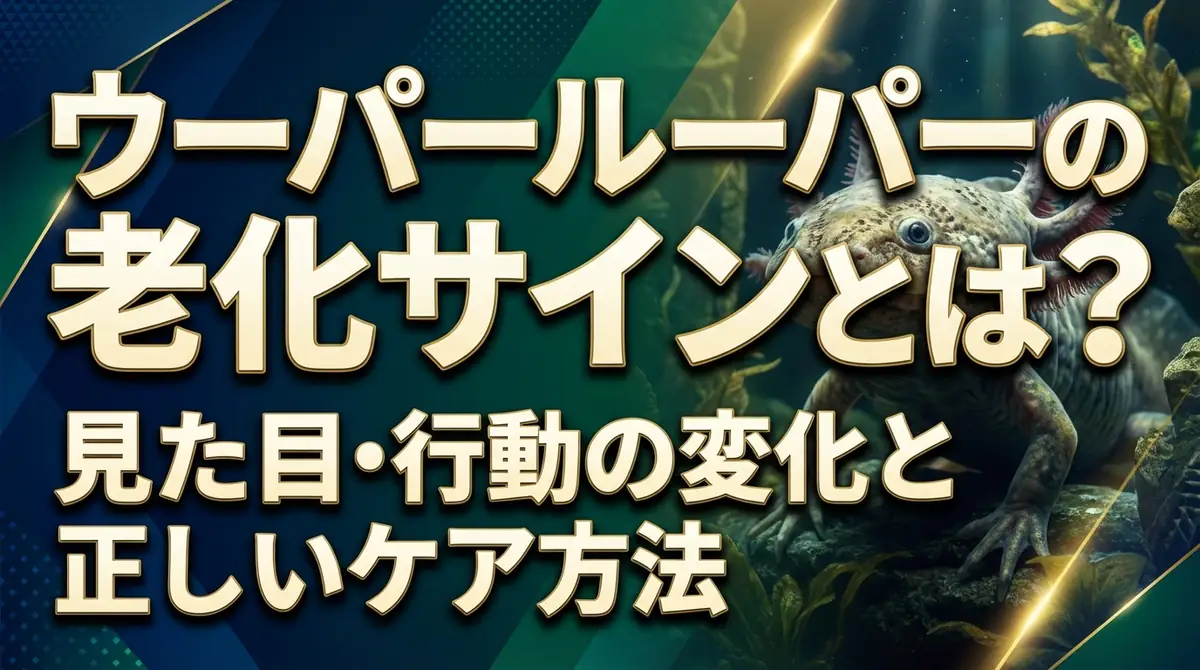 ウーパールーパーの老化サインとは?見た目・行動の変化と正しいケア方法