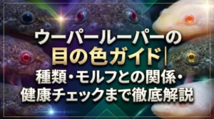 ウーパールーパーの目の色ガイド｜種類・モルフとの関係・健康チェックまで徹底解説