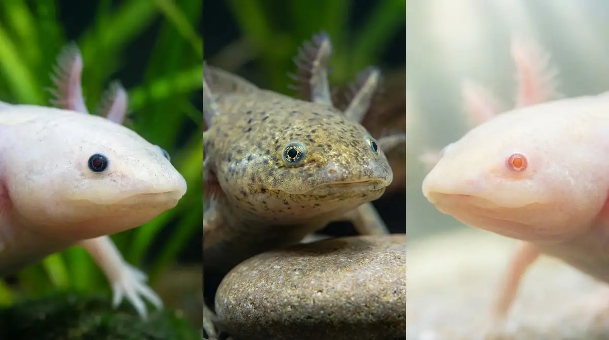 まとめ|目の色を理解してウーパールーパー飼育をもっと楽しもう