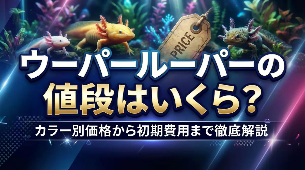 ウーパールーパーの値段はいくら？カラー別価格から初期費用まで徹底解説