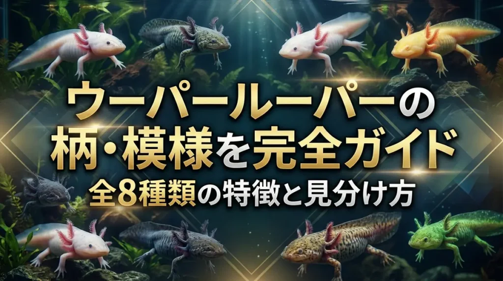 ウーパールーパーの柄・模様を完全ガイド｜全8種類の特徴と見分け方