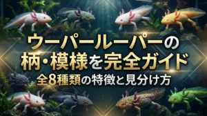 ウーパールーパーの柄・模様を完全ガイド｜全8種類の特徴と見分け方