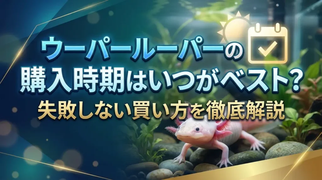 ウーパールーパーの購入時期はいつがベスト？失敗しない買い方を徹底解説