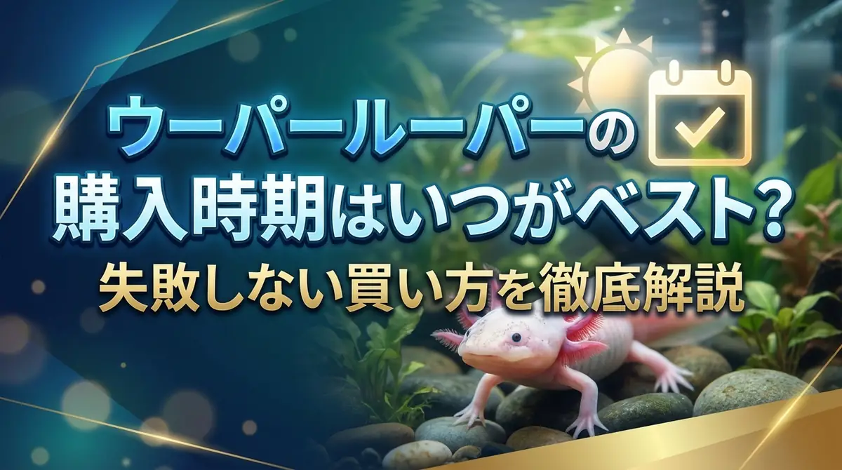 ウーパールーパーの購入時期はいつがベスト？失敗しない買い方を徹底解説