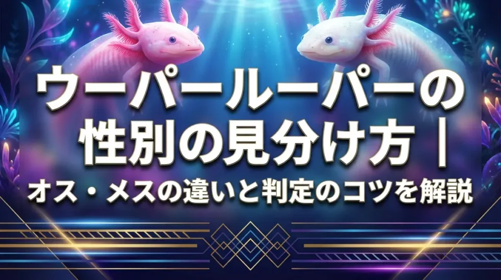 ウーパールーパーの性別の見分け方｜オス・メスの違いと判定のコツを解説