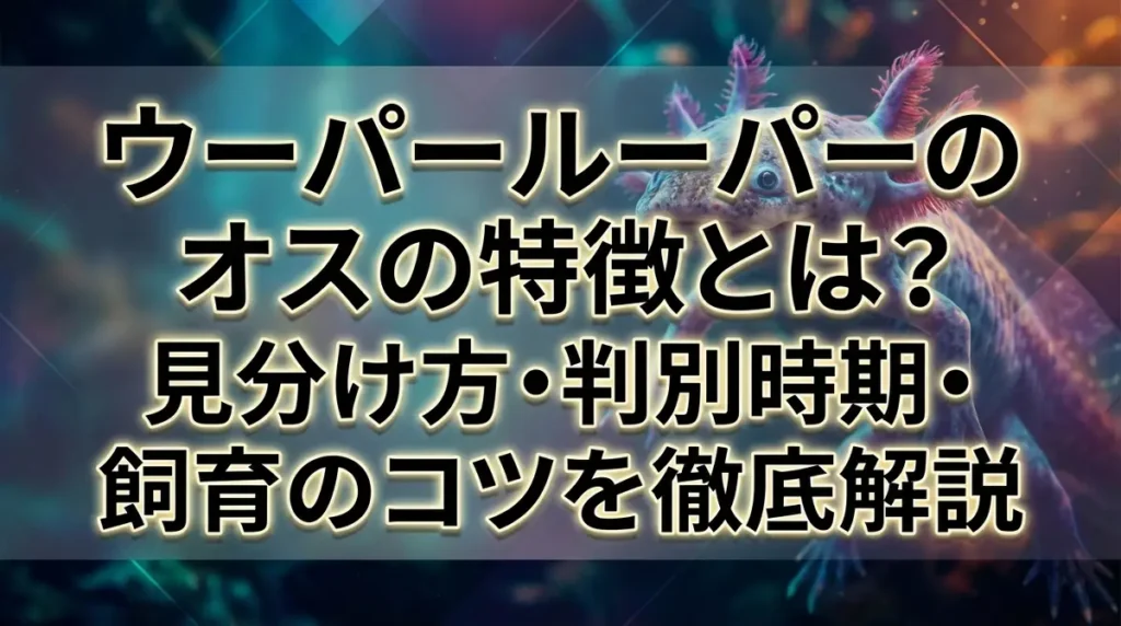 ウーパールーパーのオスの特徴とは？見分け方・判別時期・飼育のコツを徹底解説