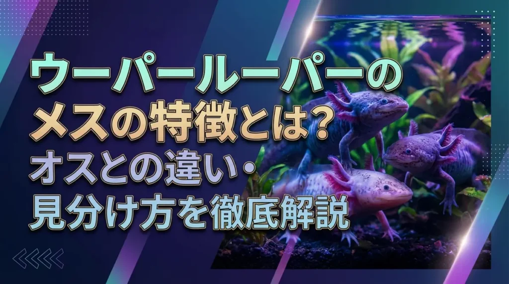 ウーパールーパーのメスの特徴とは？オスとの違い・見分け方を徹底解説