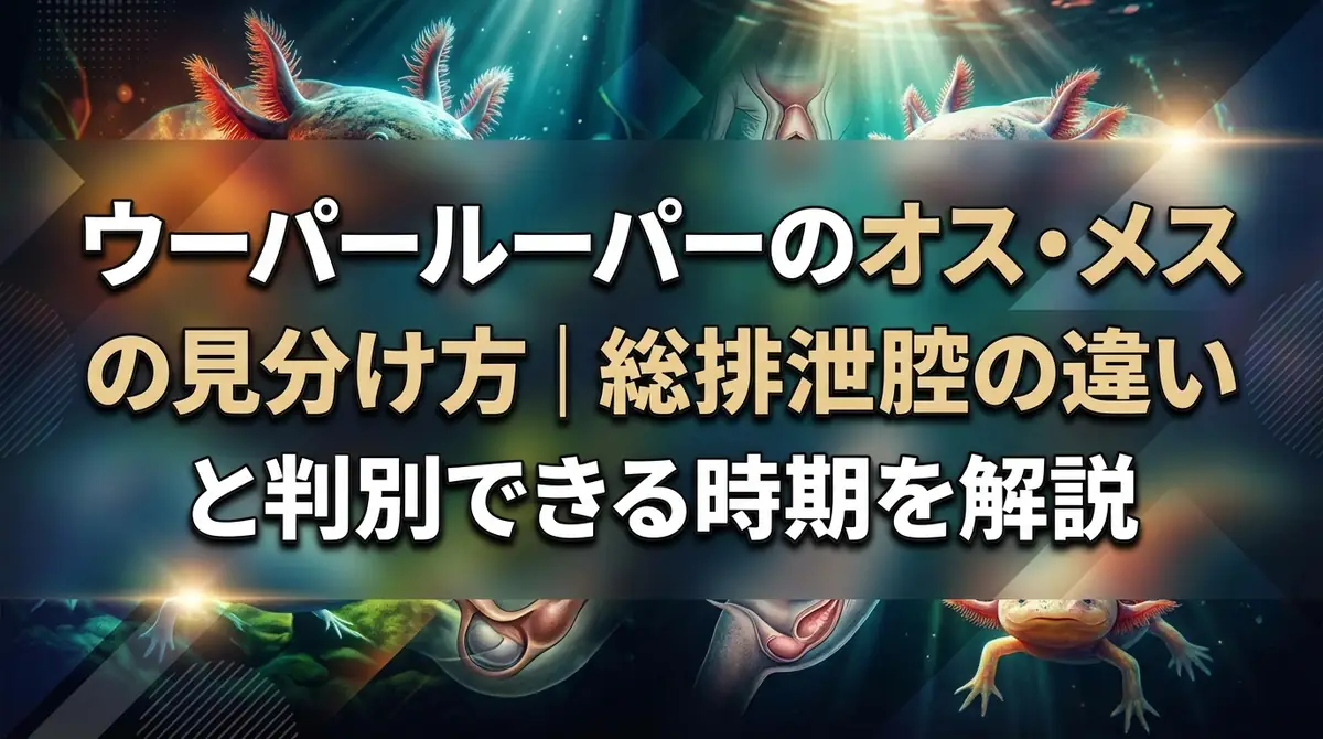 ウーパールーパーのオス・メスの見分け方｜総排泄腔の違いと判別できる時期を解説
