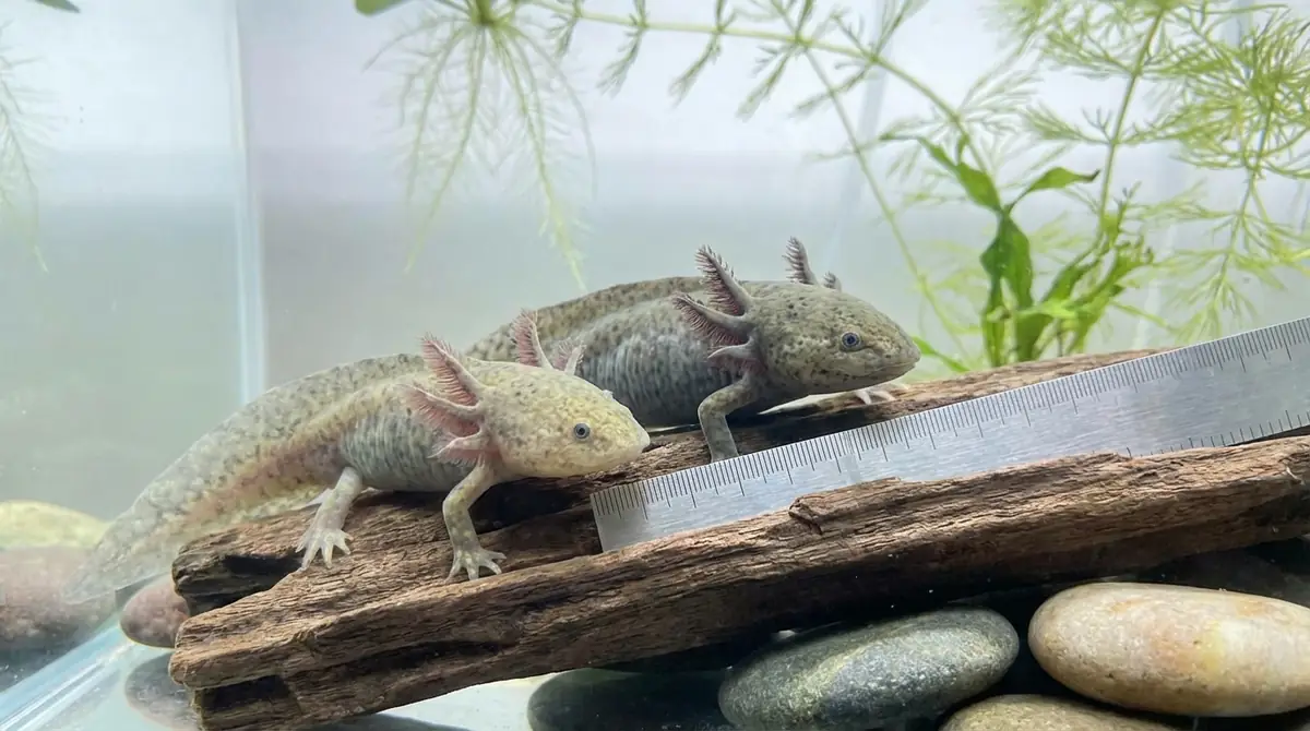 ウーパールーパーの性別判定はいつからできる？月齢・体長の目安