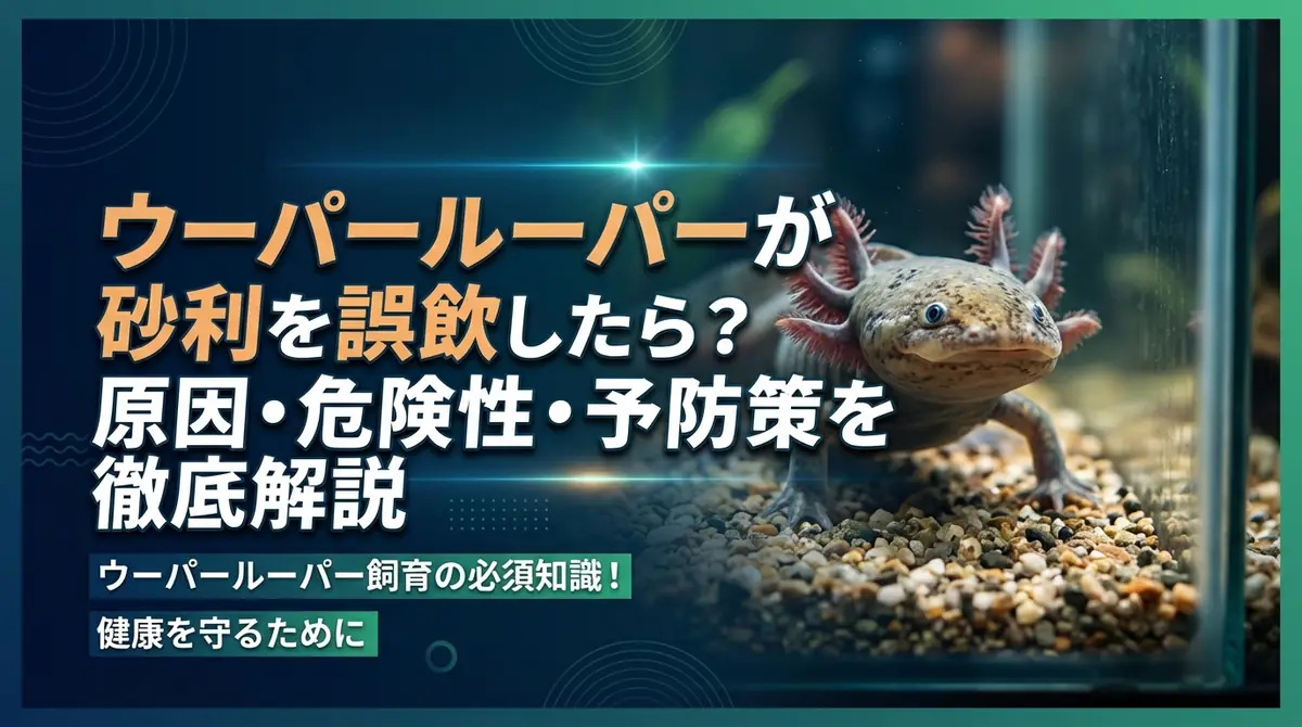 ウーパールーパーが砂利を誤飲したら？原因・危険性・予防策を徹底解説