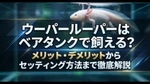 ウーパールーパーはベアタンクで飼える？メリット・デメリットからセッティング方法まで徹底解説