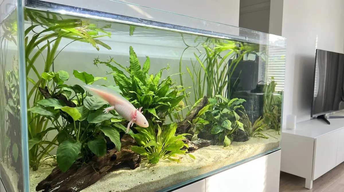 ウーパールーパーの水槽に水草を入れても大丈夫?【結論と注意点】