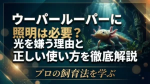 ウーパールーパーに照明は必要？光を嫌う理由と正しい使い方を徹底解説