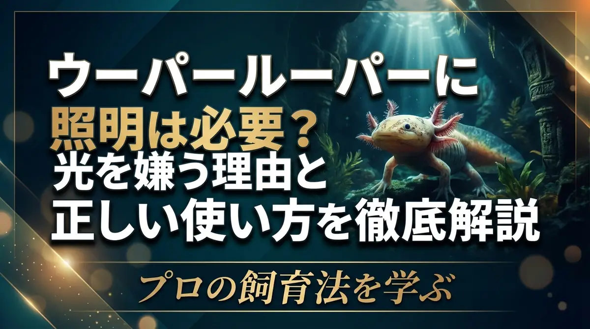 ウーパールーパーに照明は必要?光を嫌う理由と正しい使い方を徹底解説