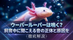 ウーパールーパーは鳴く？飼育中に聞こえる音の正体と原因を徹底解説
